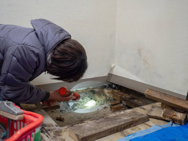 Best Attic Mold Removal  in Siesta Acres, TX